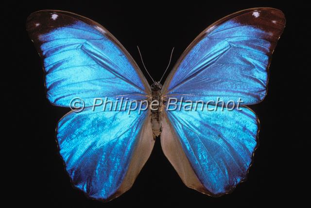 morpho menelaus.JPG - Morpho menelausMorpho bleuBlue MorphoLepidoptera, MorphidaeBrésil